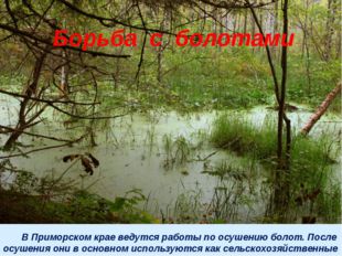 В Приморском крае ведутся работы по осушению болот. После осушения они в осн
