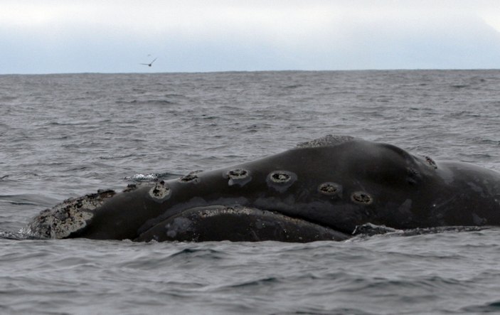 Китовые вши гладкого кита