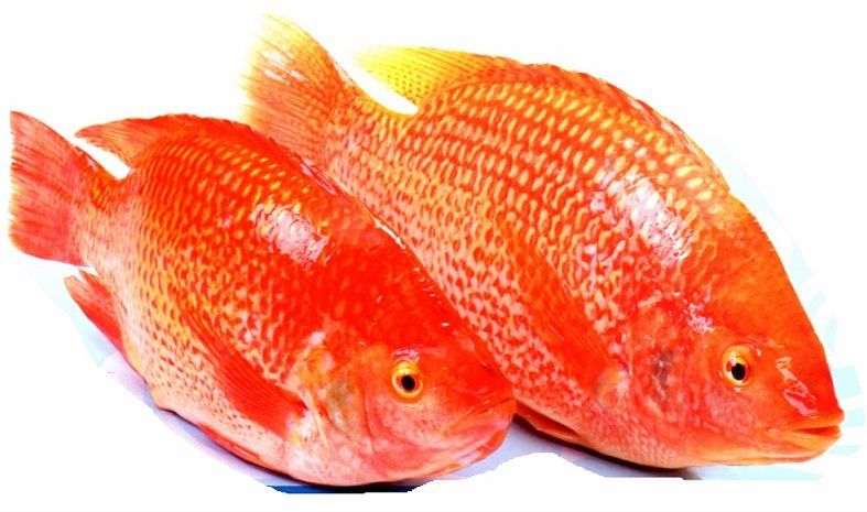 Красная рыба тилапия
