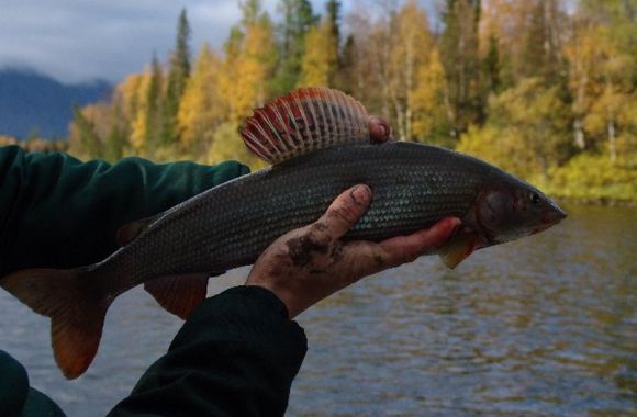 Хариус в руке