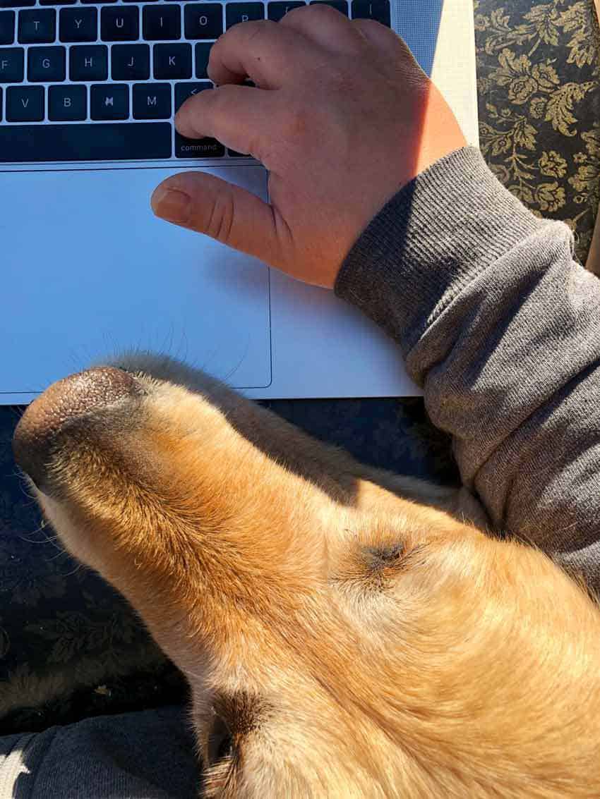 Dozer the golden retriever dog getting in the way while trying to work