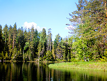 Karelia forest