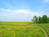 Dandelion field in the Vladimir region