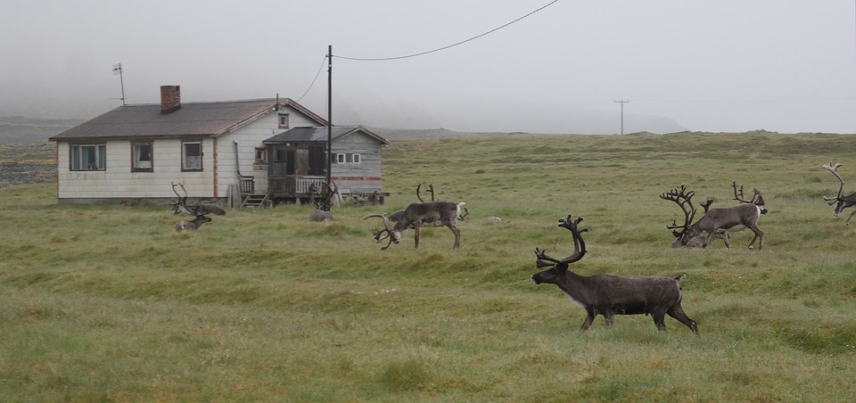Северные олени тут не аттракцион для туристов. Просто пасутся у дороги. Фото: Юлия СМИРНОВА