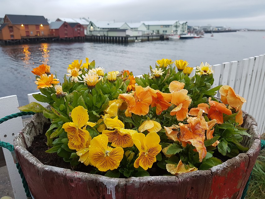 Цветы в заполярном порту. Это даже трогательнее, чем единственная в городе рябинка, которую укутывают на зиму. Фото: Юлия СМИРНОВА