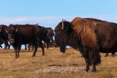 Herd of buffalo. Are buffalo extinct?