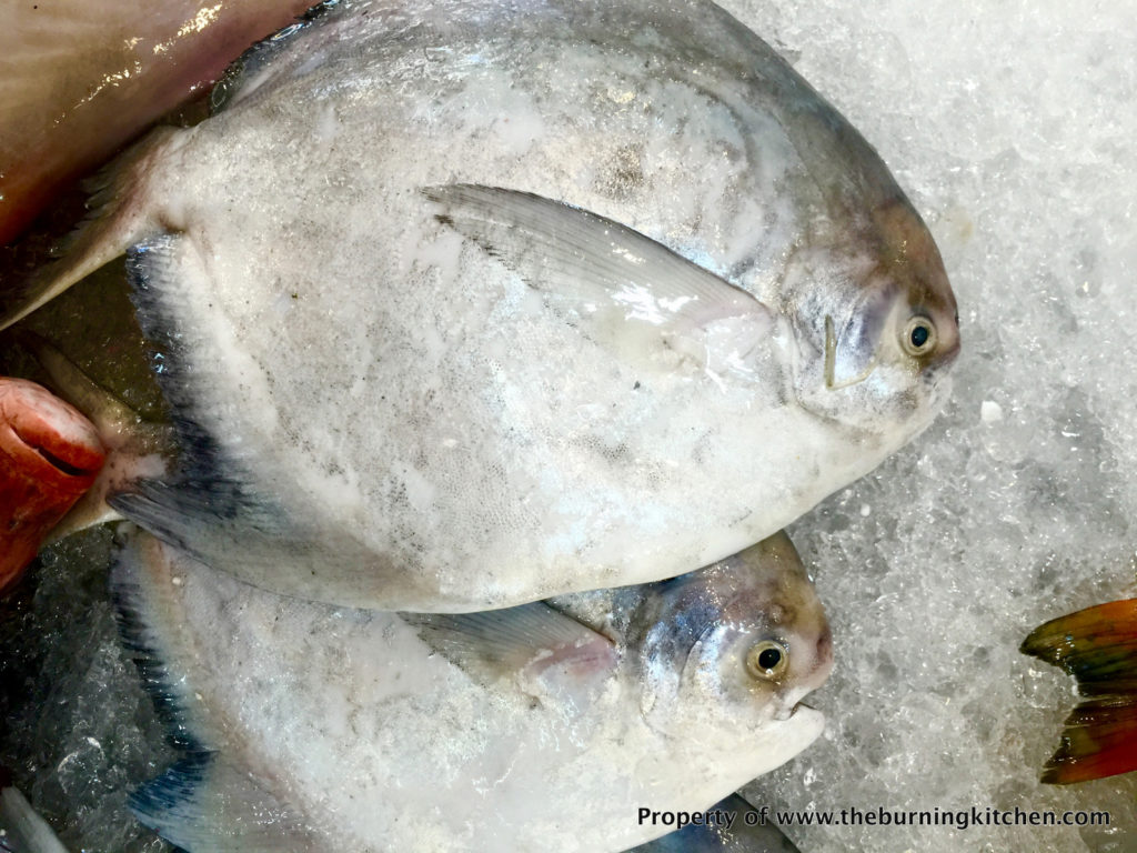 Foodie Local Fish Guide - Chinese_Silver_Pomfret