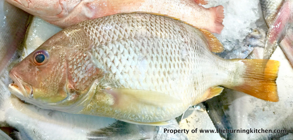 Foodie Local Fish Guide - Golden Snapper