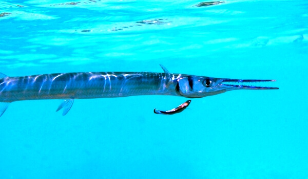 Фото: Черноморская рыба игла