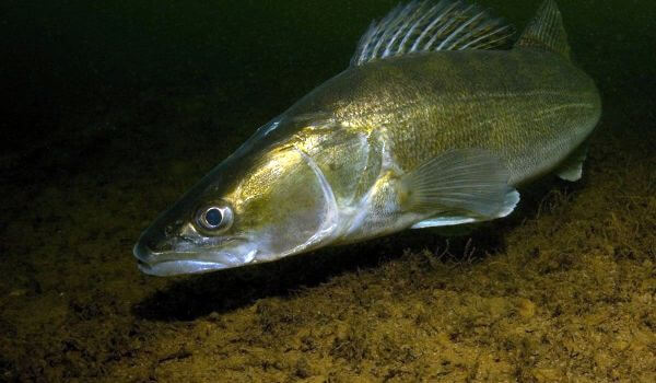 Фото: Речная рыба судак