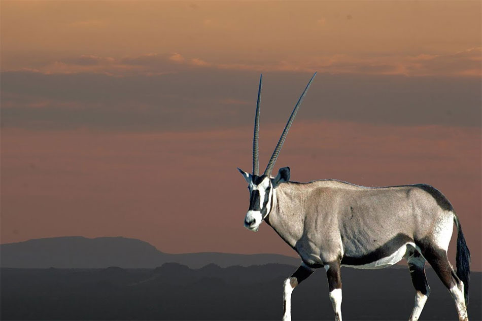 Oryx drinking at a concrete waterhole in Namibia