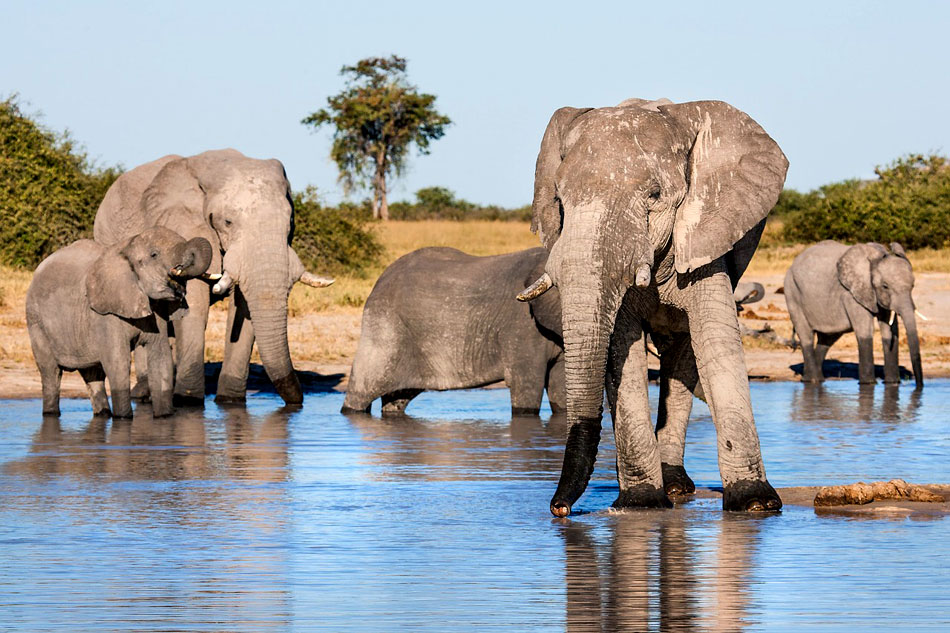 african elephants drinking at a river